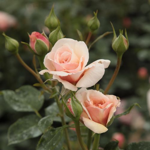 Rosa Pacific™ - galben - Trandafir copac cu trunchi înalt - cu flori în buchet - coroană tufiș